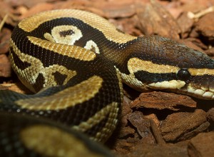 Nejlepší substrát Ball Python a možnosti podestýlky