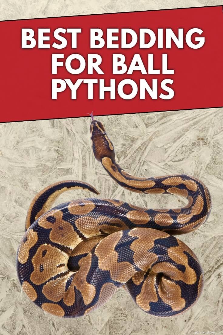 Beste Ball Python-substraat- en beddengoedopties