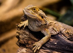 Beste hagedissen voor kleine huisdieren