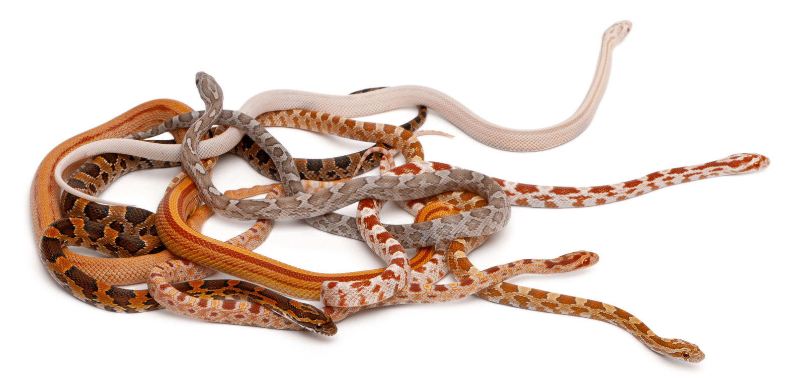Taille du serpent des blés :quelle est la taille des serpents des blés ?