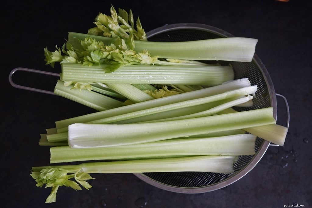Mohou vousatí draci jíst celer?