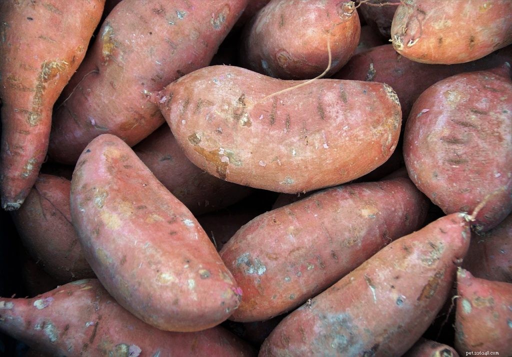 Kunnen baardagamen zoete aardappel eten?