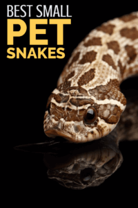 5 nejlepších malých hadů (pro začátečníky)