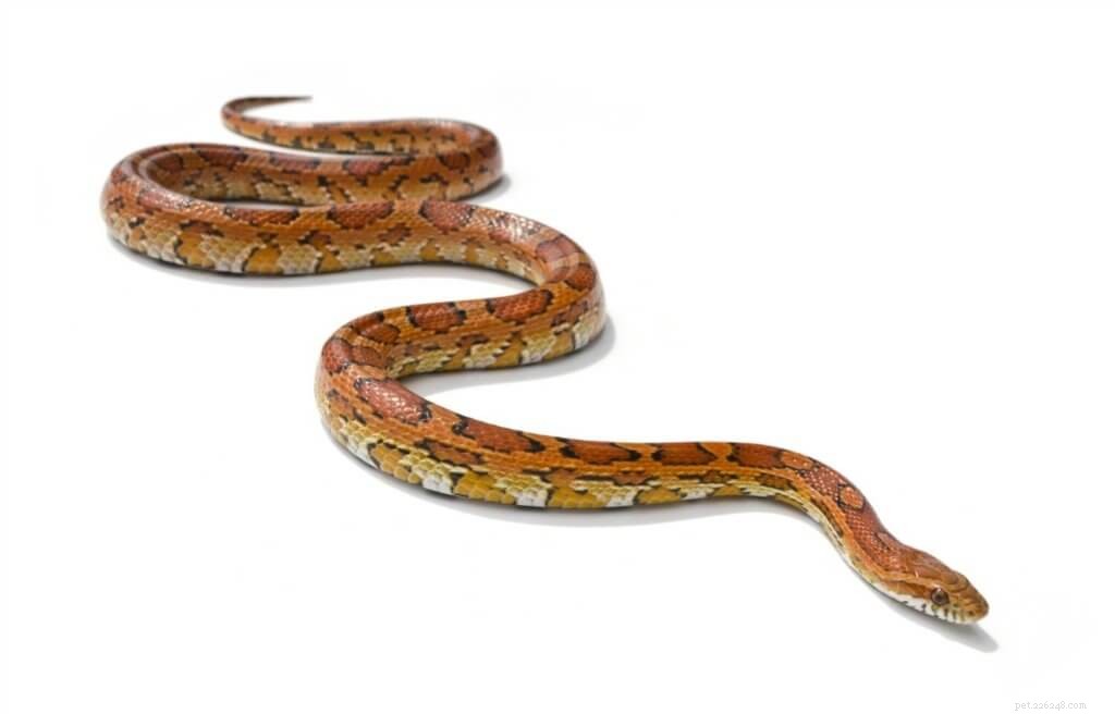 5つの最高の小さなペットのヘビ（初心者向け） 