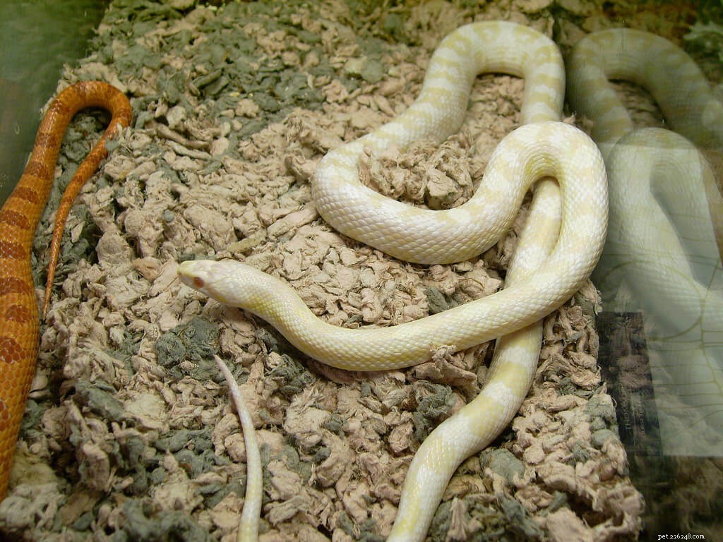 5つの最高の小さなペットのヘビ（初心者向け） 