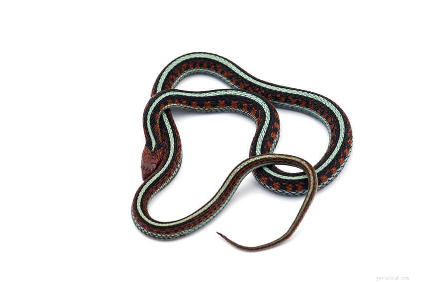 Serpenti giarrettiera da compagnia:un introduzione alla loro cura
