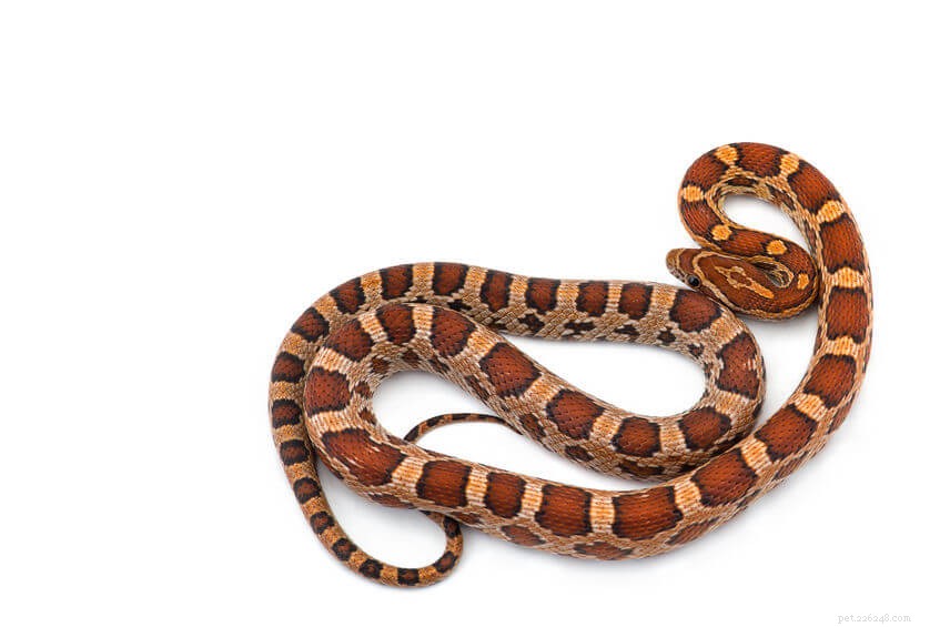 Les serpents des blés sont-ils toxiques ?