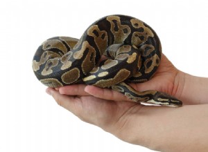 Советы по обращению с Ball Python