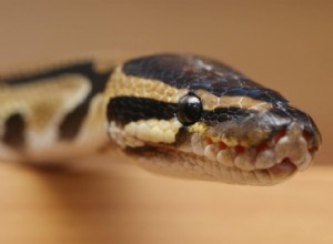 Нагреватели и обогрев Ball Python