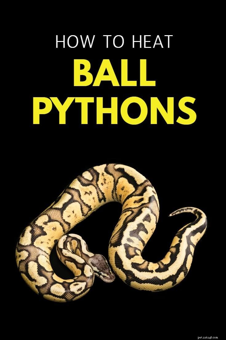 Ball Python-värmare och uppvärmning