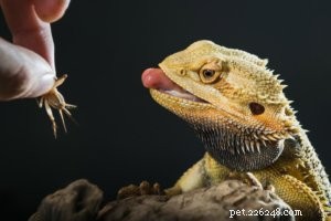 O que os dragões barbudos comem?