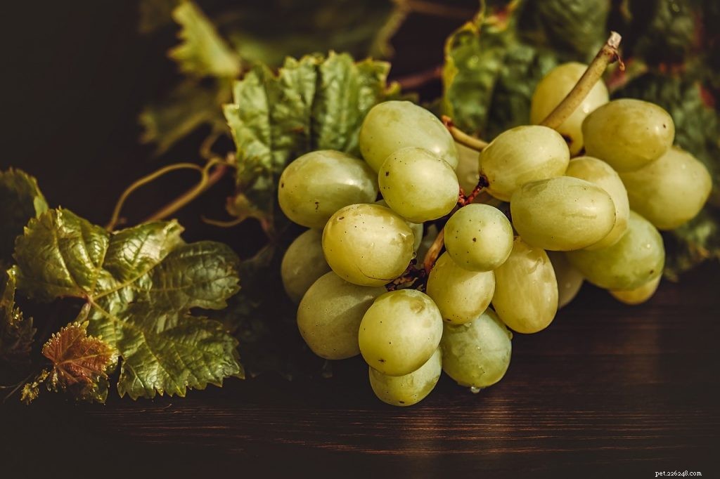 Kunnen baardagamen druiven eten?