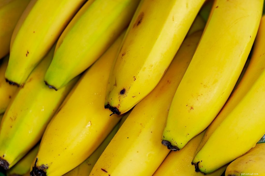 Могут ли бородатые агамы есть банан?