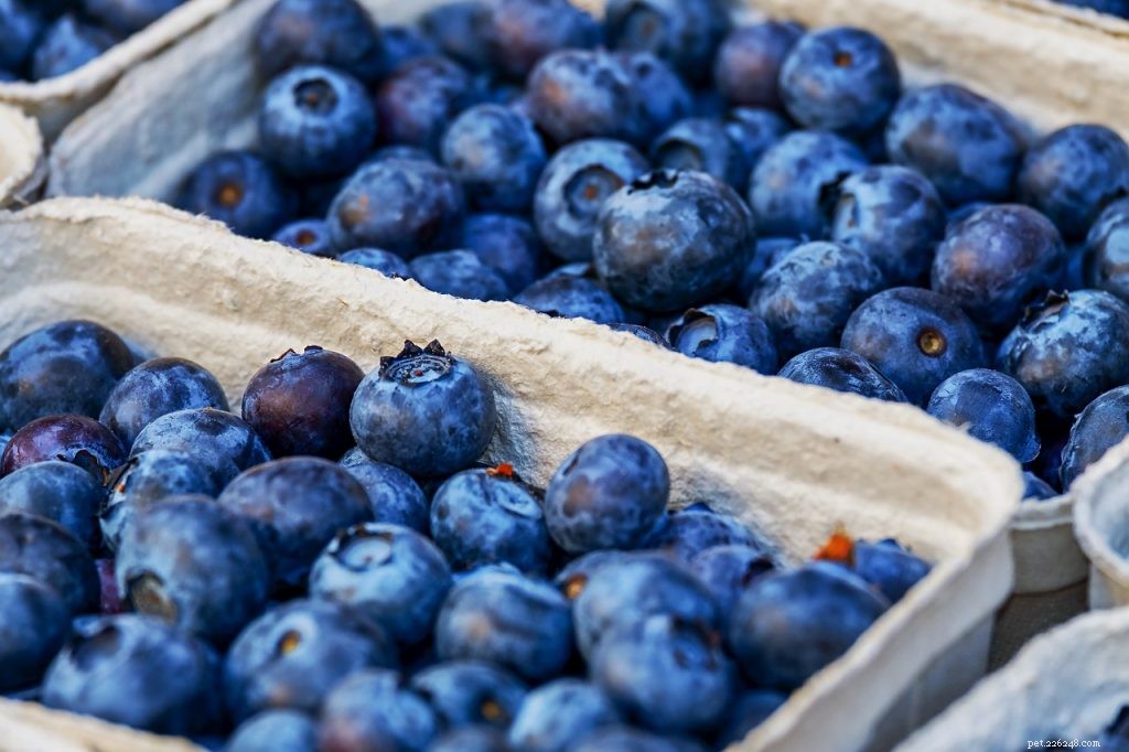 Kan skäggdrakar äta blåbär?