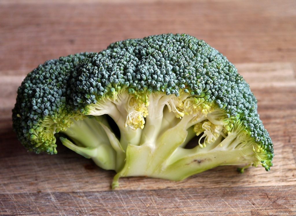Kunnen baardagamen broccoli eten?