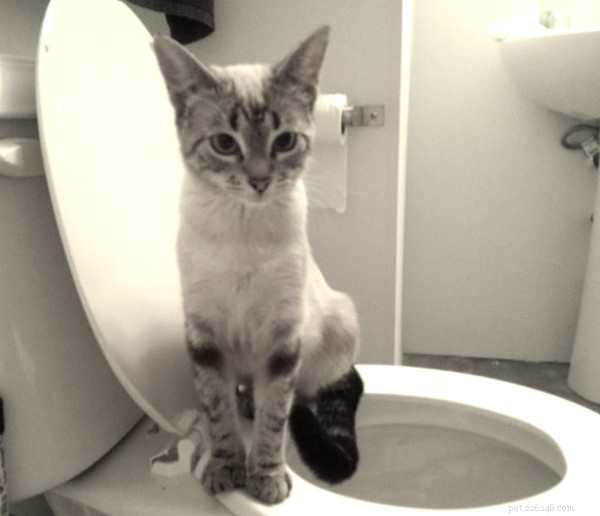 Lär din katt att använda DIN toalett