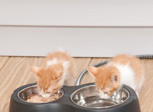 Laat het voer van uw kat niet bevriezen tijdens koud weer