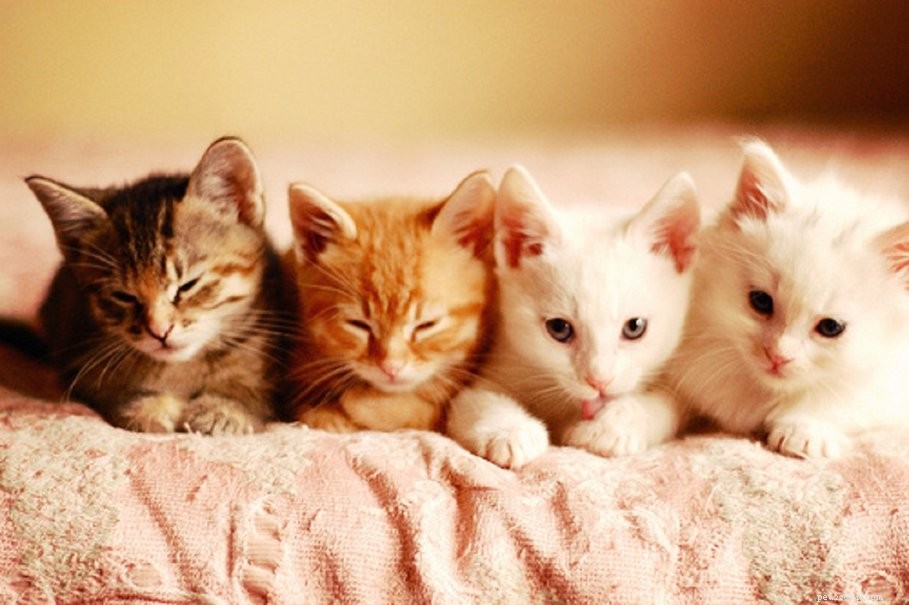 Ramener un chaton à la maison :fournitures essentielles pour chaton pour un retour heureux