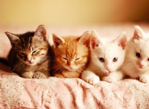 Ramener un chaton à la maison :fournitures essentielles pour chaton pour un retour heureux