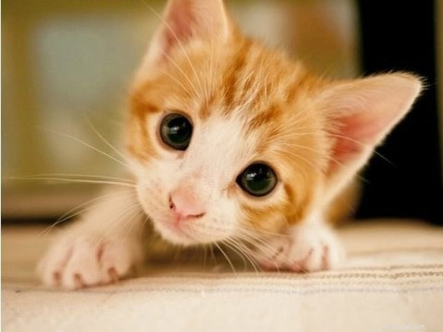 고양이 집으로 데려오기:행복한 귀가를 위한 필수 새끼 고양이 용품