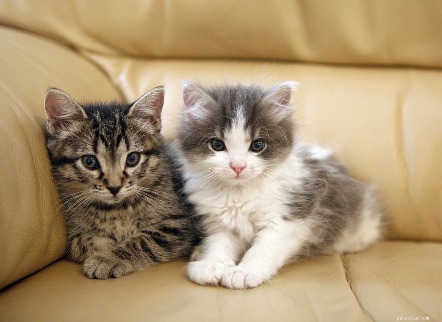 Portare il gattino a casa:forniture essenziali per gattini per un felice ritorno a casa