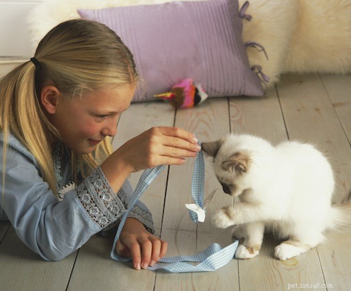 7 пород кошек, которые отлично ладят с детьми