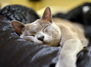 Tien rassen die je moet overwegen als je op zoek bent naar een liefhebbende kat