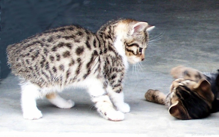 Deset plemen, která byste měli zvážit, pokud hledáte milující kočku