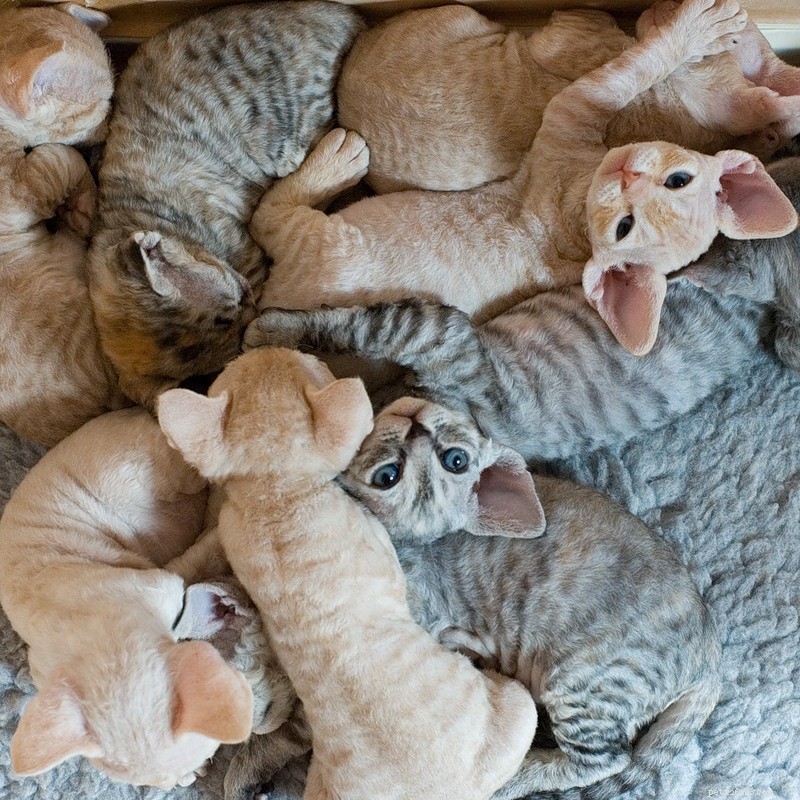 Dez raças que você deve considerar se estiver procurando por um gato amoroso