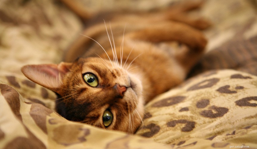 Tien rassen die je moet overwegen als je op zoek bent naar een liefhebbende kat