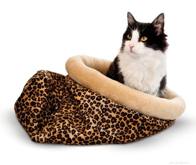 Por que seu gato precisa de uma cama aquecida neste outono