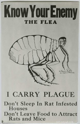 Know Your Enemy（The Flea）
