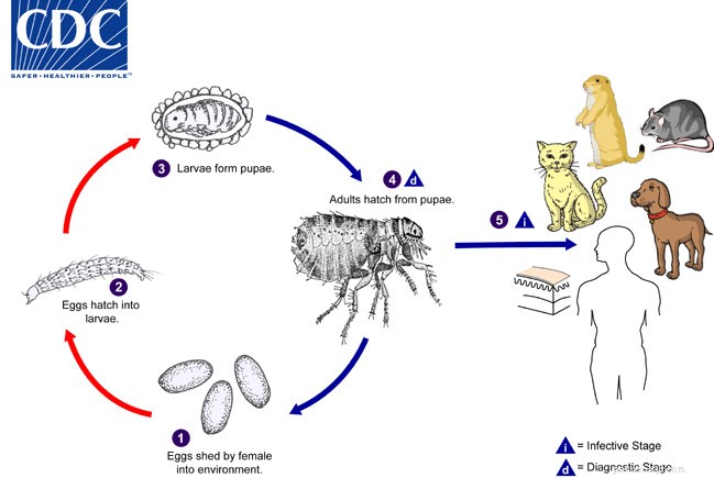 O guia definitivo de prevenção de pulgas ao enfrentar uma infestação em sua casa