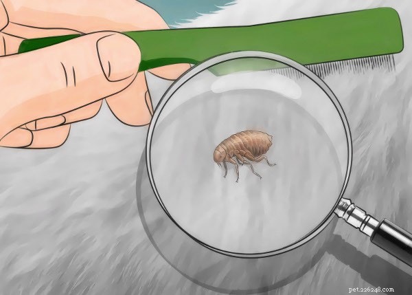 Le guide ultime de prévention des puces face à une infestation dans votre maison 