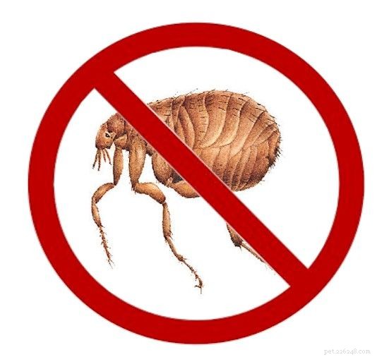 O guia definitivo de prevenção de pulgas ao enfrentar uma infestação em sua casa