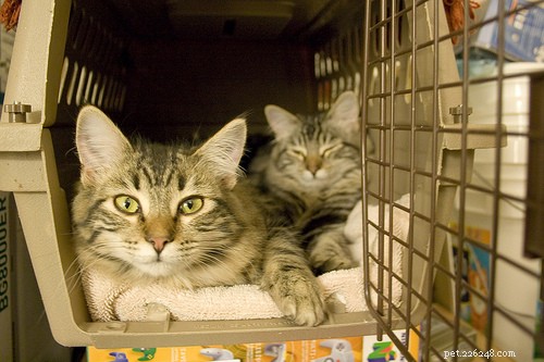 Посещения ветеринара менее стрессовые для вас и вашей кошки