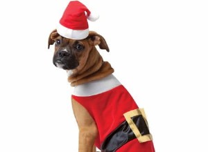 Guia de presentes de Natal Freshpet:7 ideias de presentes para seu cão ou gato