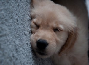 Подарите своим собакам и кошкам хороший ночной сон