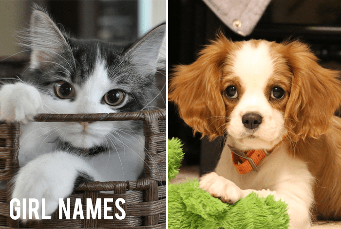 Populära husdjursnamn för din nya katt eller hund
