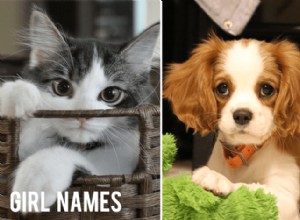 Populární jména pro vaši novou kočku nebo psa