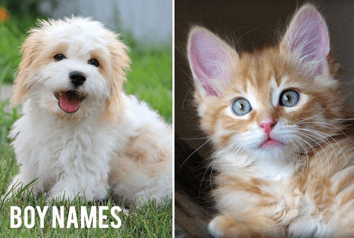 あなたの新しい猫や犬のための人気のあるペットの名前 