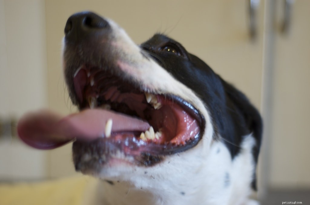Suggerimenti per la salute dei denti degli animali domestici