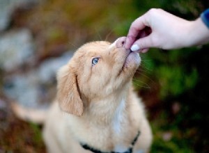 Como criar laços com seu cão