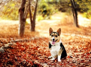 Adoção de cães 101:como encontrar seu novo companheiro