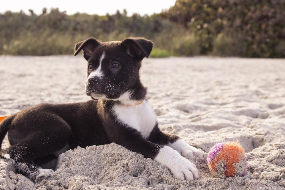 Adoption de chien 101 :Comment trouver votre nouveau compagnon