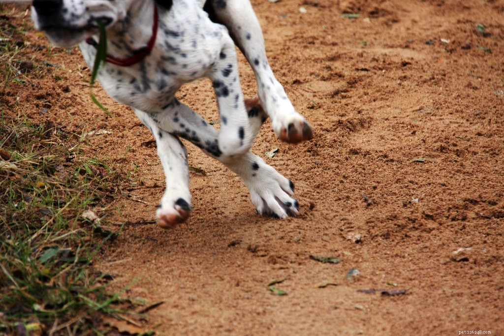 How To:Beginnen met hardlopen met je hond