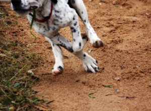 Como:Comece a correr com seu cachorro