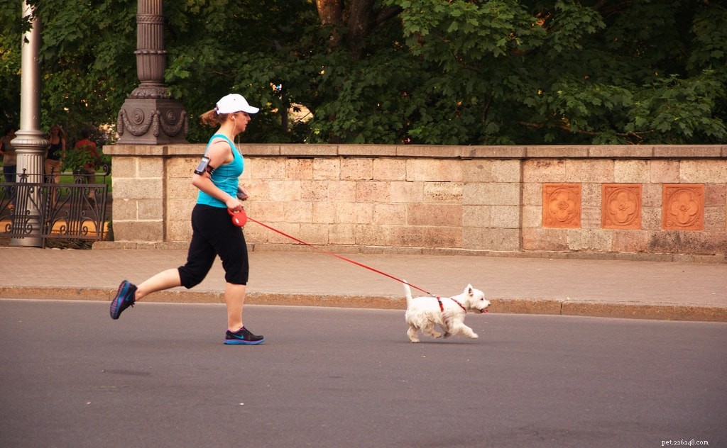 Comment :commencer à courir avec votre chien