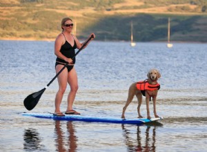 犬のビーチを手に入れよう 