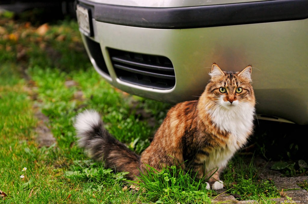 車の乗り物を楽しむためにあなたの猫や犬を教えるためのヒント 